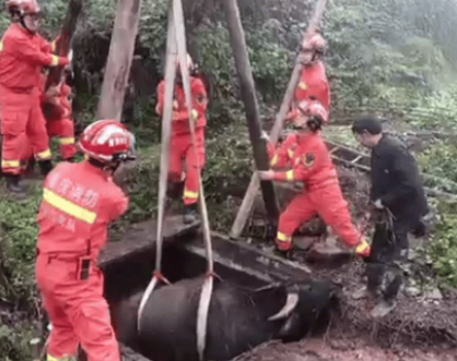 水牛失足墜井，消防員用起重三腳架施救
